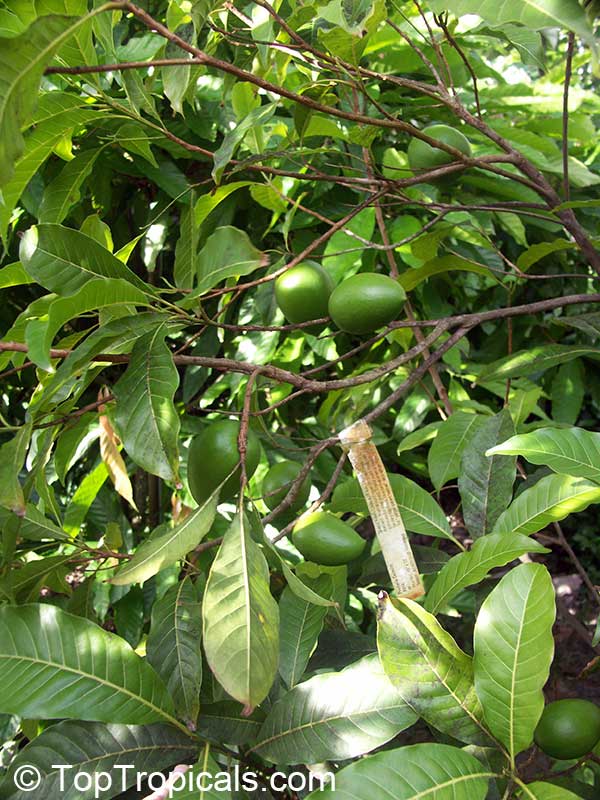 پوتریا کایمیتو